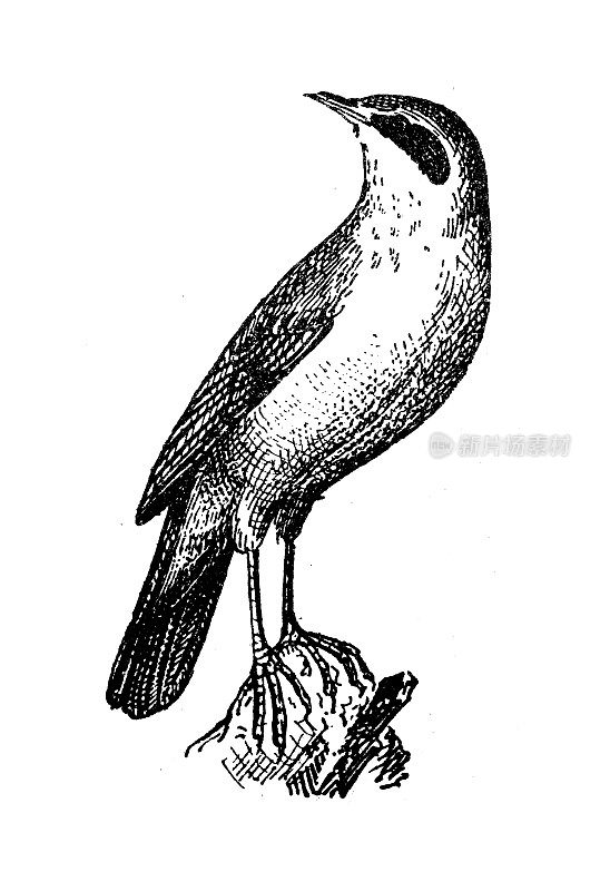 古画:苇莺(Acrocephalus scirpaceus)